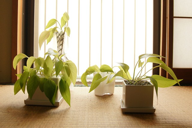 Pothos plants basking in the sun