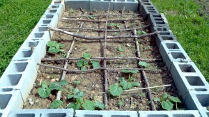 young squash plants in a raised bed