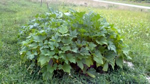 Squash in a raised bed 