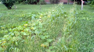 Sad corn and lots of pumpkin plants 