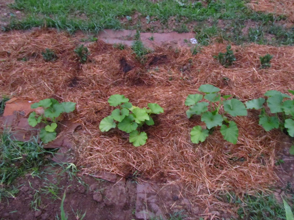 side by side pumpkin plants 